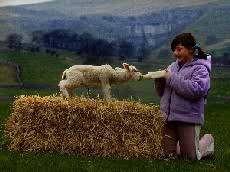 Malham Farm Park and Campsite, Malham, Yorkshire Dales