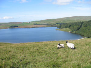 High Trenhouse on Malham Moor