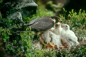 Malham Peregrine female at nest feeding chicks.